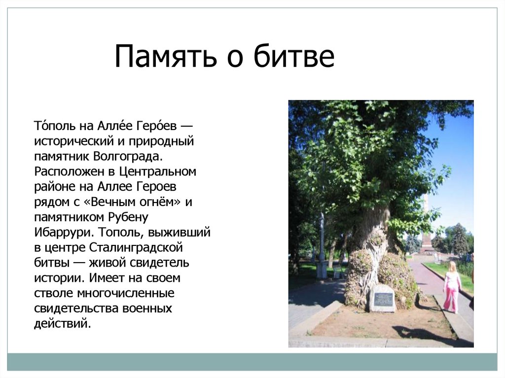 Краткое содержание аллея. Тополь аллея героев Волгоград 1942. Памятник природные тополя в Тюмени. Сколько лет Тополь в на аллее героев. Сталинградские тополя стихотворение.