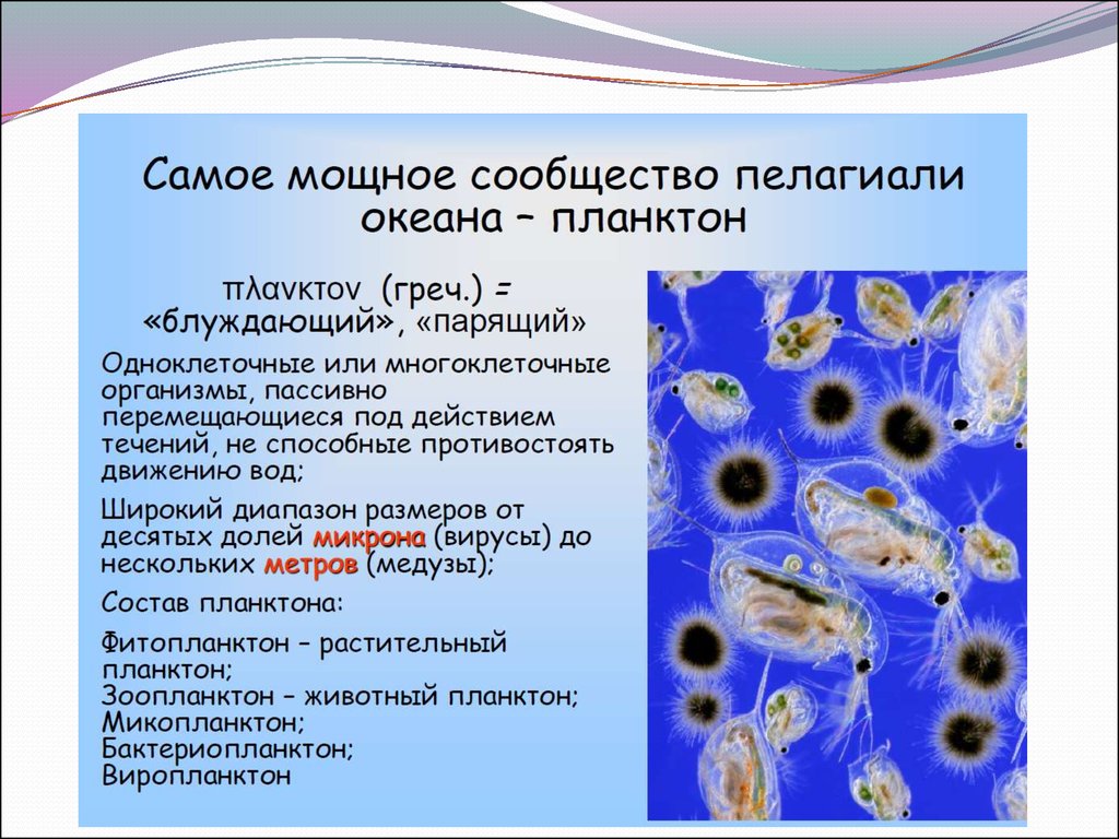 Какова роль клеток в жизни многоклеточных организмов. Вирусы это одноклеточные организмы. Вирусы одноклеточные и многоклеточные. Одноклеточные и многоклеточные организмы и вирусы. Вирусы и бактерии одноклеточные или многоклеточные.