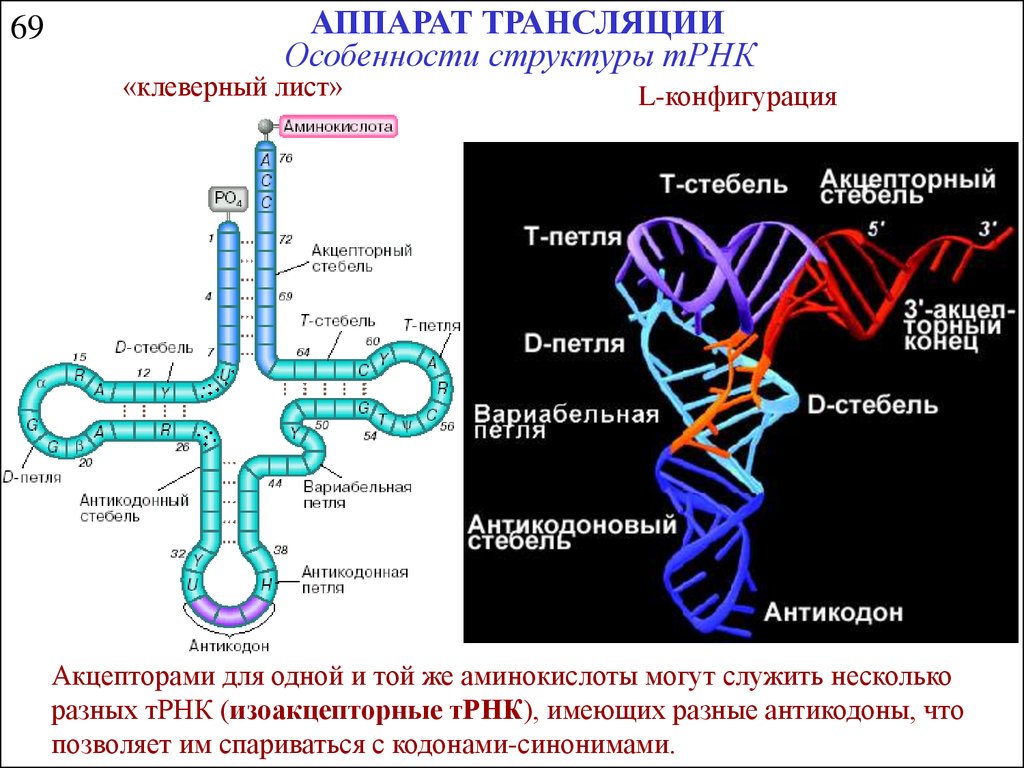 Трансляция т рнк. Вторичная структура ТРНК клеверный лист. Функциональный участок транспортной РНК. Вторичная структура т-РНК – модель «Клеверного листа». Строение ТРНК трансляция.