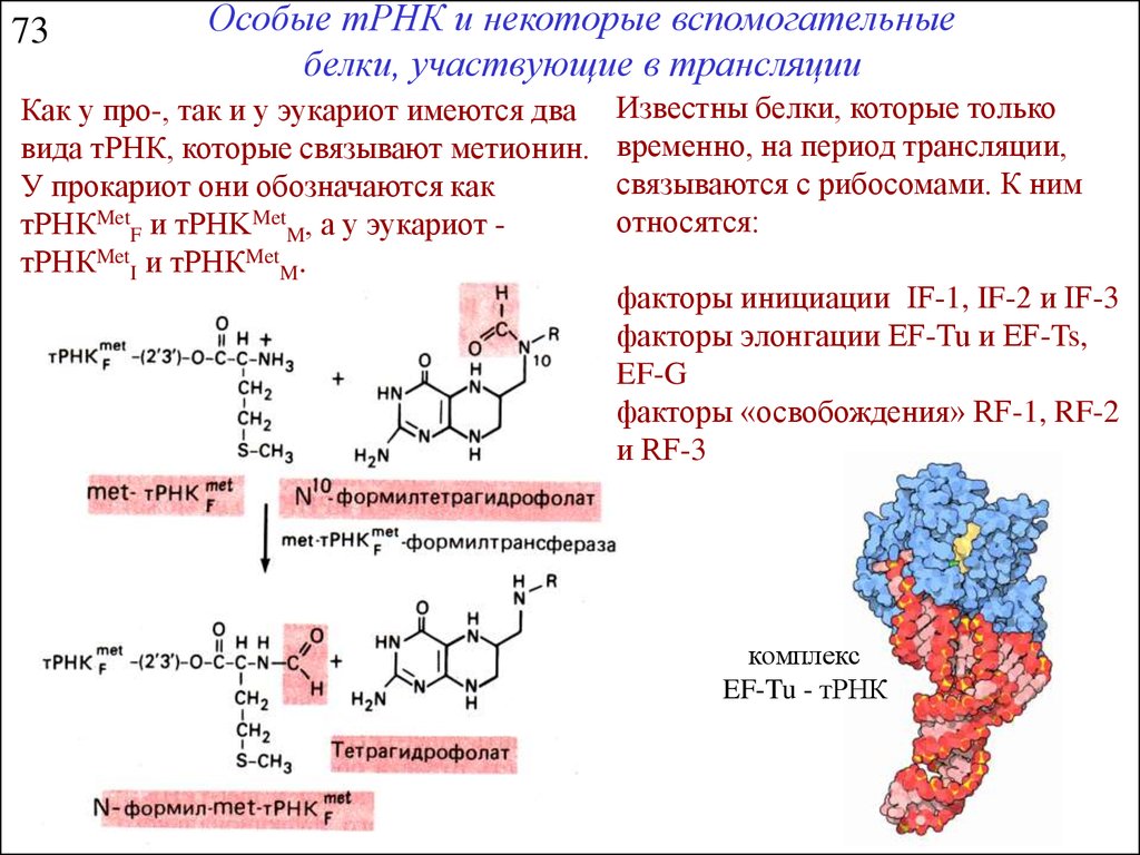 Особо т. Особенности строения транспортной РНК. ТРНК эукариот строение. Метионин ацил ТРНК. Метионин метионин ТРНК.