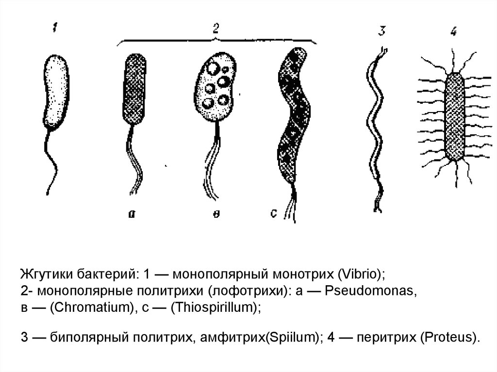 Споры прокариот. Типы жгутиков у бактерий. Типы жгутикования микроорганизмов. Строение жгутиковой бактерии. Расположение жгутиков у бактерий.