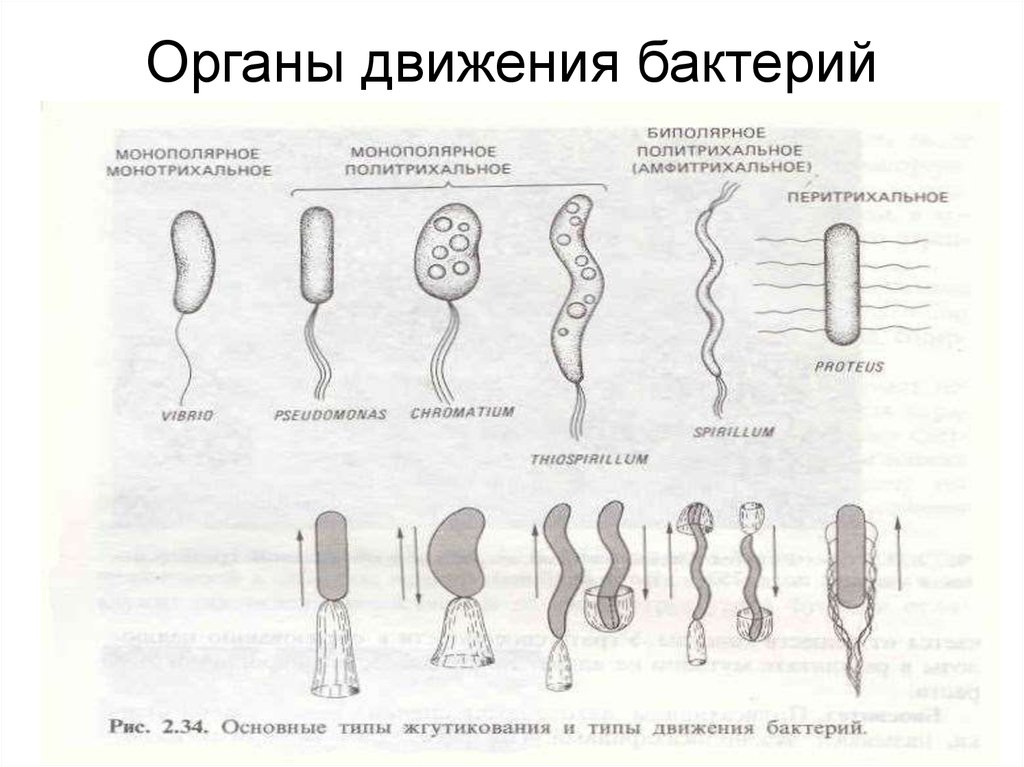 Органы движения. Органы движения бактерий. Способы движения бактерий микробиология. Органы движения прокариот. Органы движения бактериальной клетки.