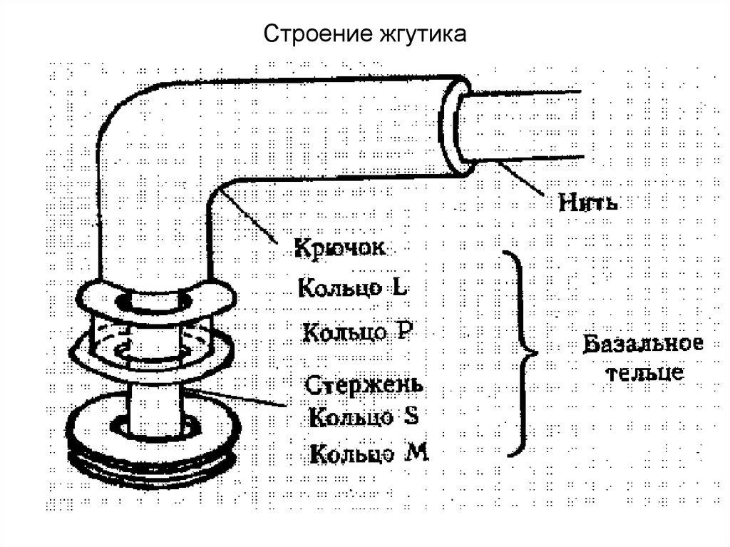 Строение жгутиков. Схема строения жгутика бактерий. Строение жгутиков бактерий схема. Строение жгутика прокариот. Жгутики бактерий строение жгутика.