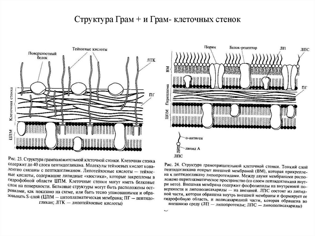 Клеточная стенка бактерий. Состав клеточной стенки грамположительных бактерий. Схема строения клеточной стенки грамположительных бактерий. Строение клеточной стенки грамположительной бактерии. Грамположительные бактерии строение клеточной стенки схема.