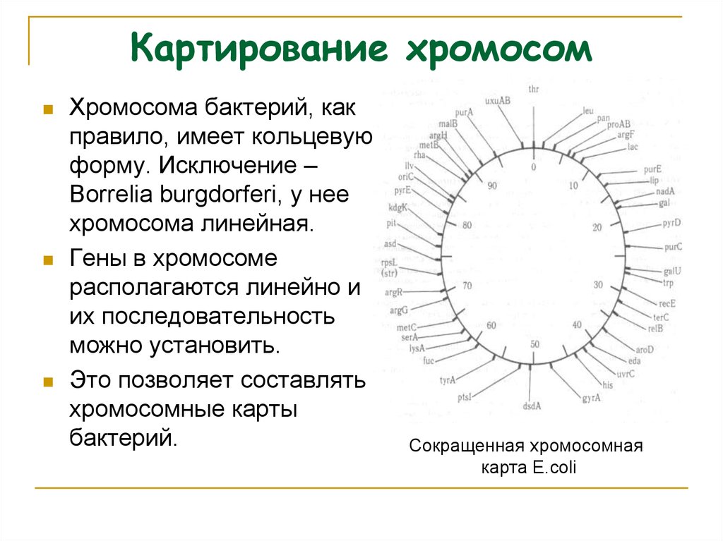 Кольцевая 4 хромосома. Генетическая карта хромосомы e.coli. Генетические карты бактерий. Принцип генетического картирования у бактерий. Картирование генома бактерий.