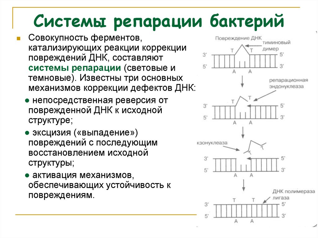 Что такое репарация. Система репарации повреждений ДНК У бактерий. Общая схема репарации ДНК. Ферментные системы репарации. Ферментативные системы репарации ДНК.