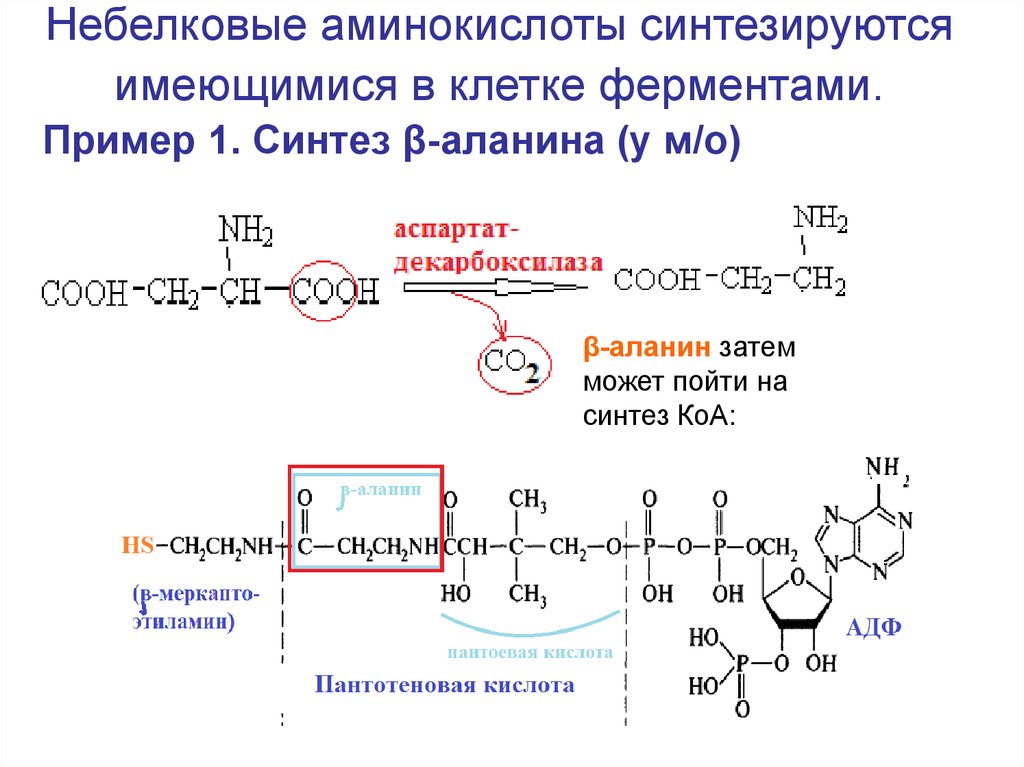 Синтез белков из аминокислот