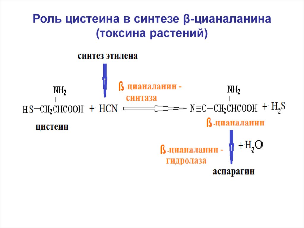 Синтез функции. Синтез цианаланина. Биосинтез цистеина. Синтез цистеина. Цистеин аминокислота формула.