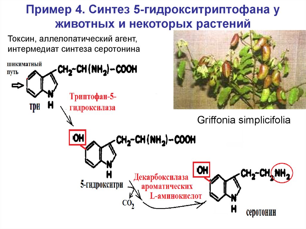 Пример токсина. 5 Гидрокситриптофан Синтез. Триптофан 5 гидрокситриптофан реакция. 5 Гидрокситриптофан серотонин реакция. Пример синтеза.