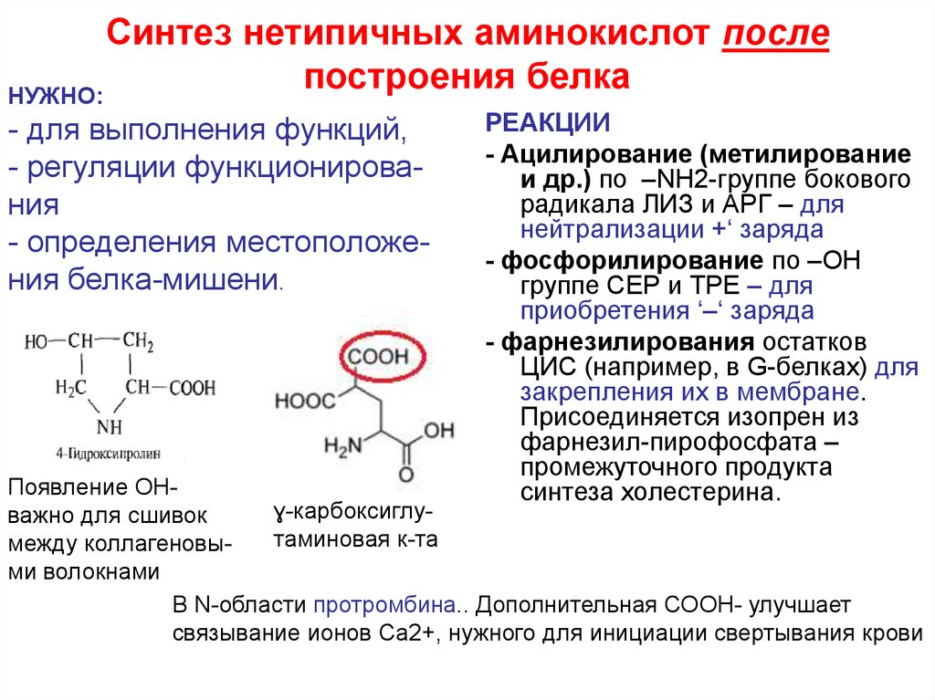 Синтез белков из аминокислот. Синтез белка из аминокислот. Что синтезируется из аминокислот. Синтез Аминов.