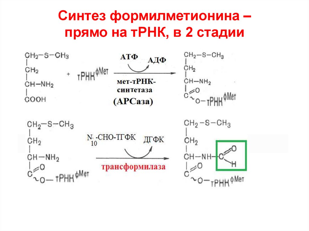 Синтез описаний. Синтез формилметионина. Формилметионин ТРНК. N-формилметионин-ТРНК. Образование метионин ТРНК.