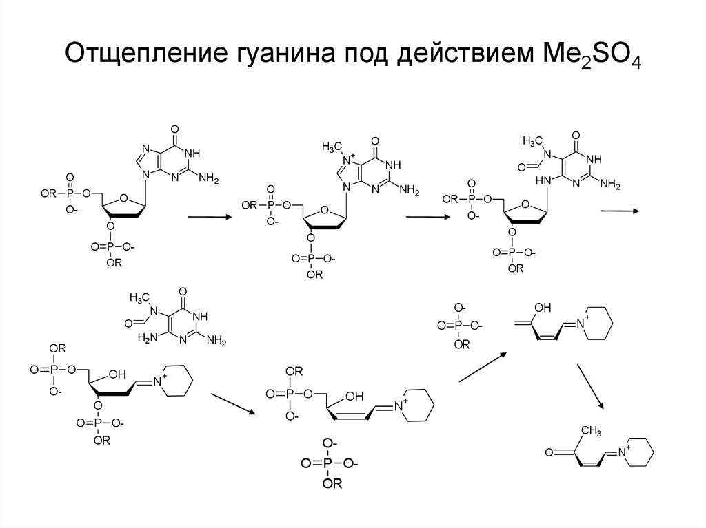 Получение кофеина. Гидролиз гуанина. Отщепление боковых цепей стероидов.. Распад гуанина.