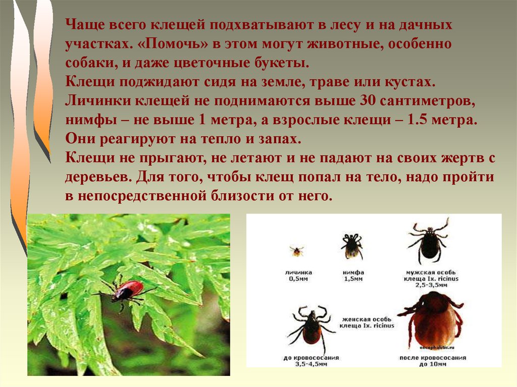 Есть ли клещи в лесу. Клещи в лесу опасность. Опасности в лесу клещ. Проект о клещах.