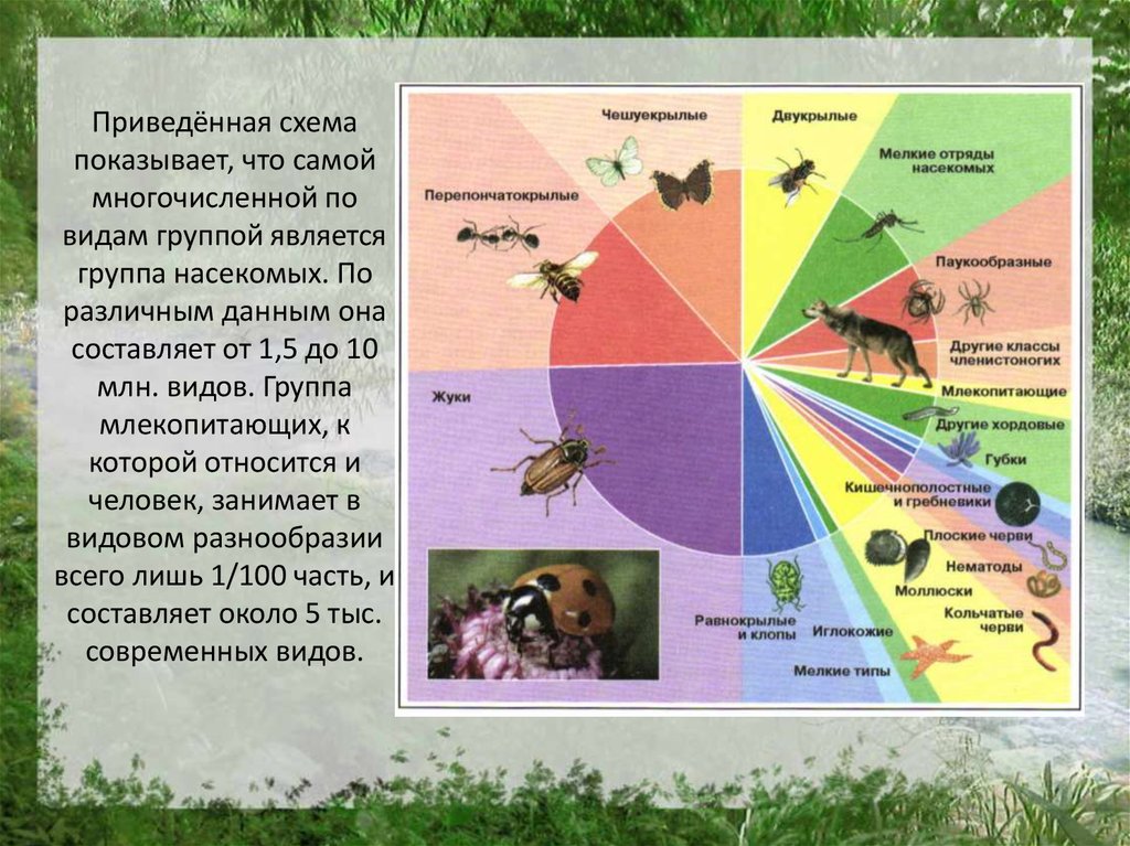 Самый многочисленный тип