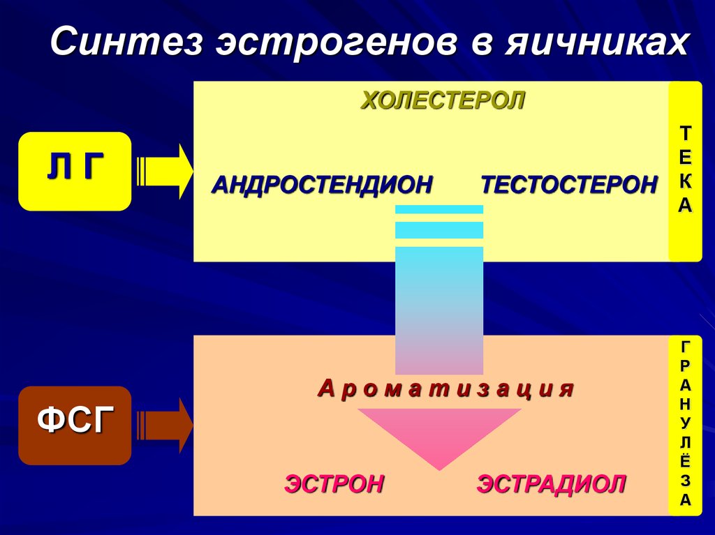 Метаболизм эстрогенов схема