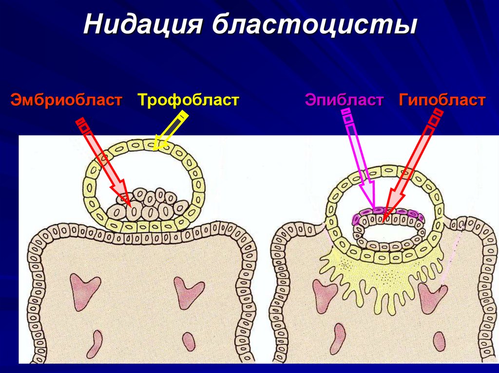 Трофобласт это. Бластоциста эмбриобласт. Трофобласт бластоциста. Трофобласт и эмбриобласт. Бластоциста эмбриобласт трофобласт.