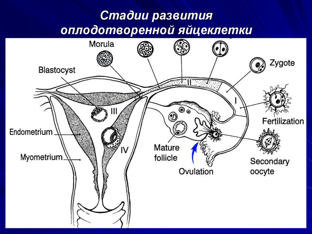 Цикл овуляция зачатие