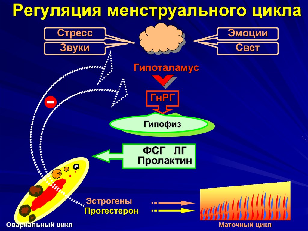 Схема регуляции репродуктивной функции женщины