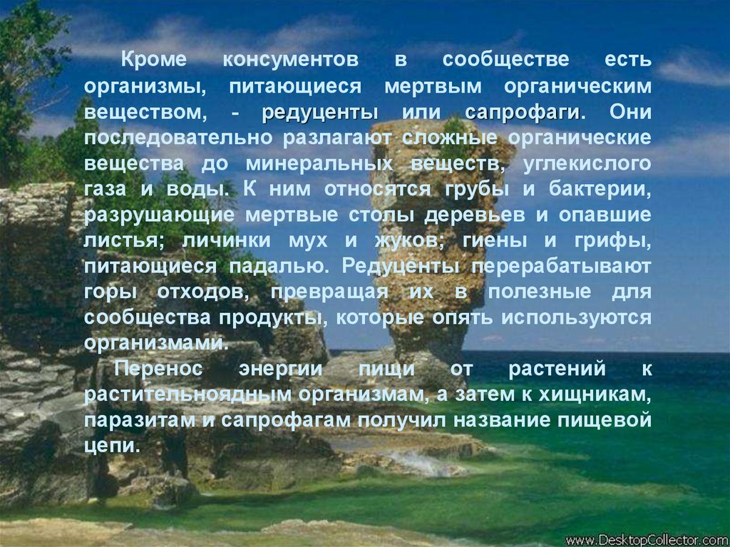 Организмы разлагающие мертвые органические. Питаются мертвыми органическими веществами. Организмы питающиеся мертвыми органическими веществами. Организмы, питающиеся мёртвым органическим материалом, называются:. Редуценты разлагают Мертвое органическое вещество до минерального.