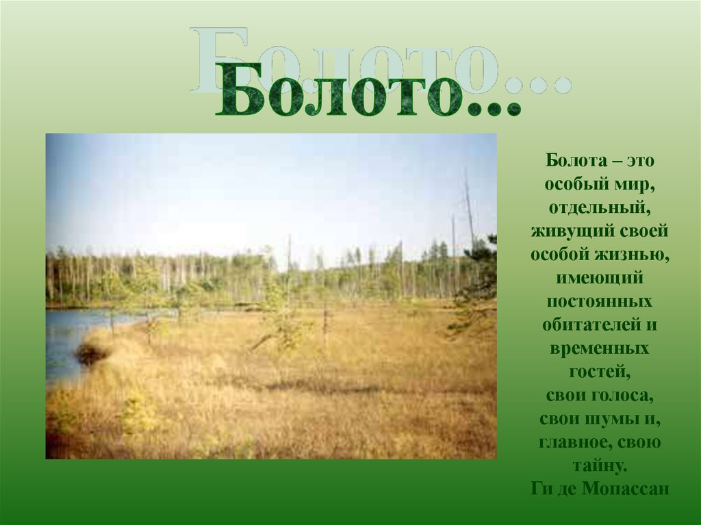 Особый мир. Болото как экосистема начальная школа. Количество света в экосистеме болота.