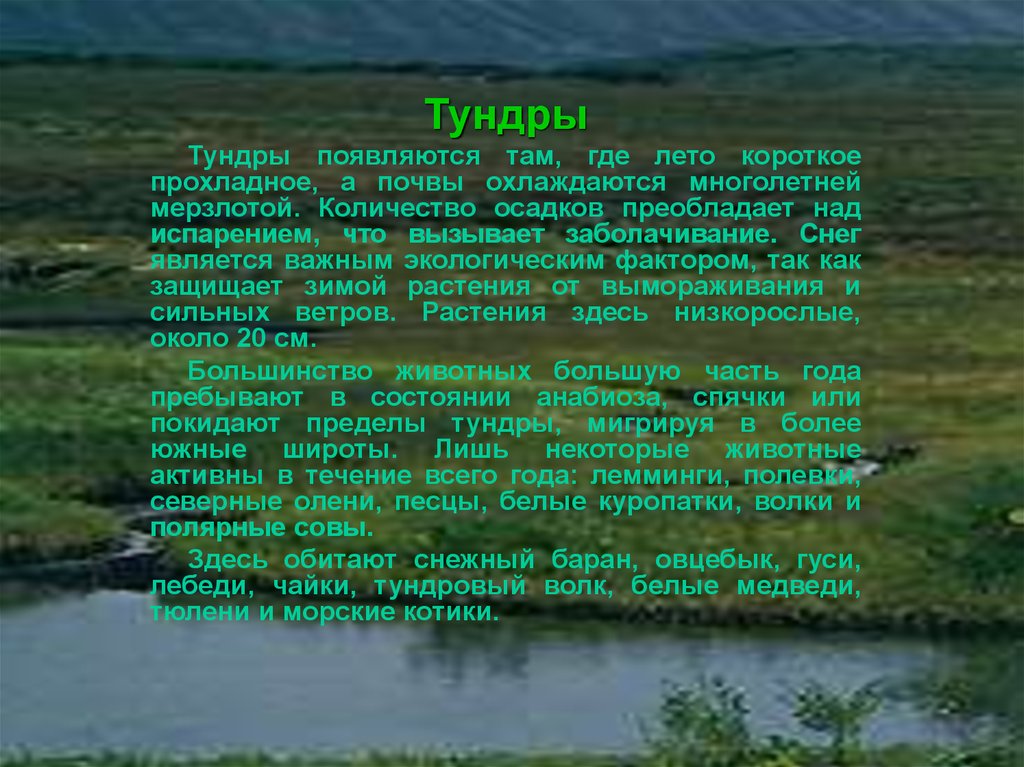 Экосистему тундры. Тундровая экосистема. Экосистема тундры. Экологическая система тундры. Количество осадков в тундре.