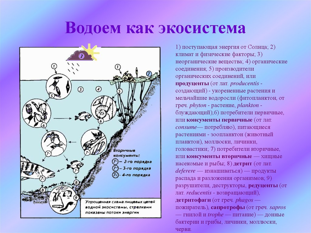 Любая группа организмов. Экологическая структура водоёма. Структура водной экосистемы. Экосистема водоема схема. Биогеоценоз водоема схема.