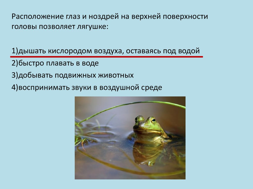 Приспособление лягушки к жизни. Лягушка дышит под водой. Органы расположенные на голове у земноводных. Тест по теме земноводные. Лягушка на поверхности воды.