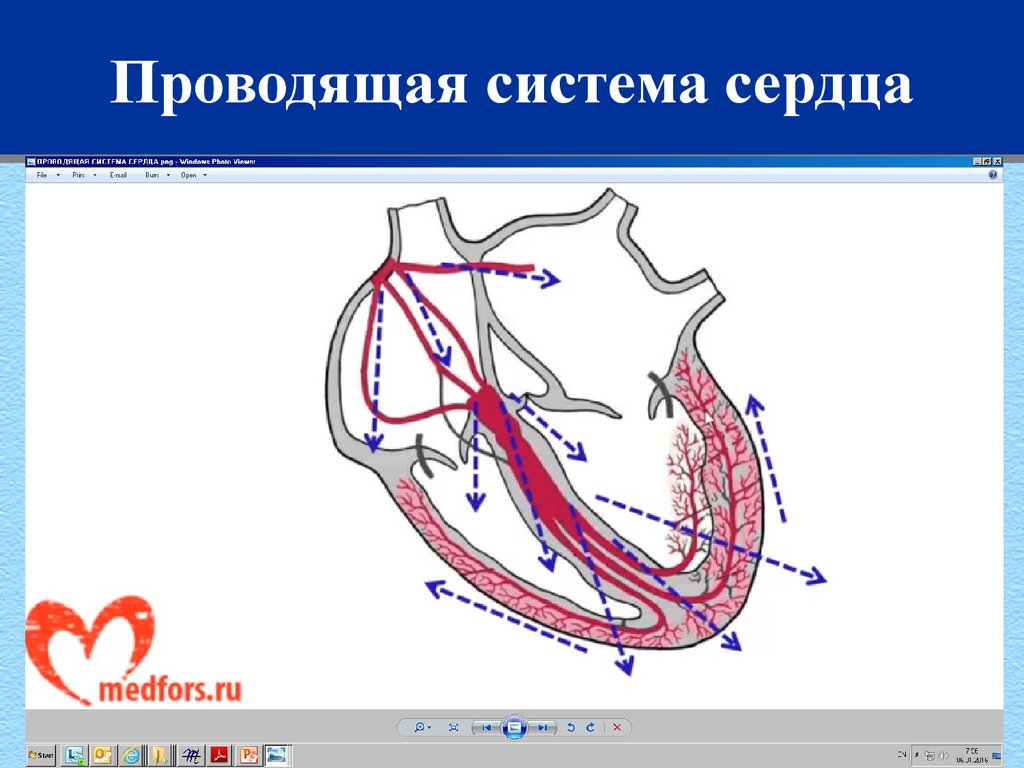 Проводящая система рисунок