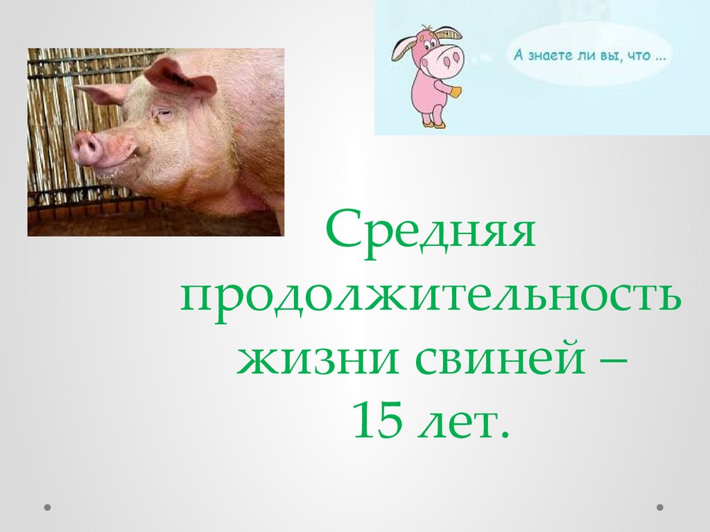 Продолжительность жизни свинки