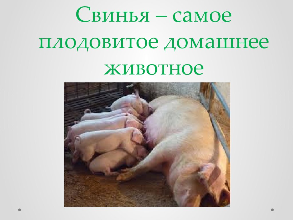 В чем заключается хозяйственное значение свиней. Свинья. Свинья для презентации. Презентация на тему свиньи. Презентация на тему свиноводство.
