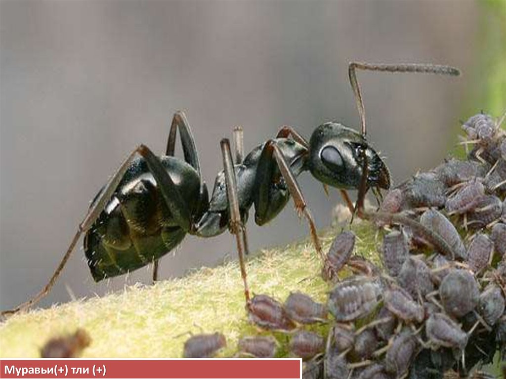 Тля рыжий муравей тип биотических отношений. Муравьи Формика фуска. Бурый Лесной муравей Formica Fusca. Formica Fusca матка. Formica Fusca Linnaeus.