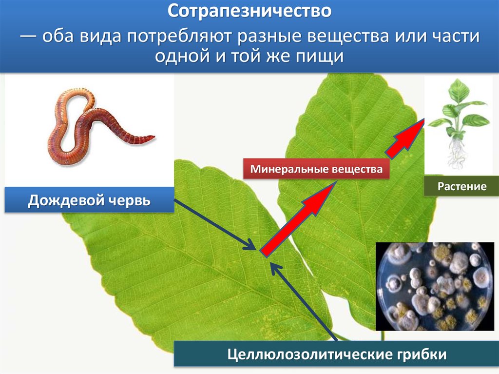 Обоих видов. Сотрапезничество. Примеры сотрапезничества в биологии. Сотрапезничество примеры. Сотрапезничество Тип взаимоотношений.