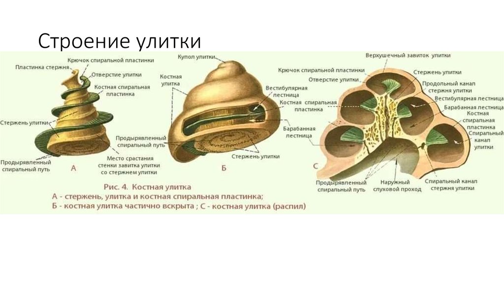 Схема строения улитки