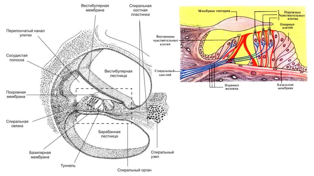 Структура улитки внутреннего уха. Базилярная мембрана улитки строение. Улитковый проток строение. Улитковый проток улитки внутреннего уха. Строение улитки внутреннего уха в разрезе.