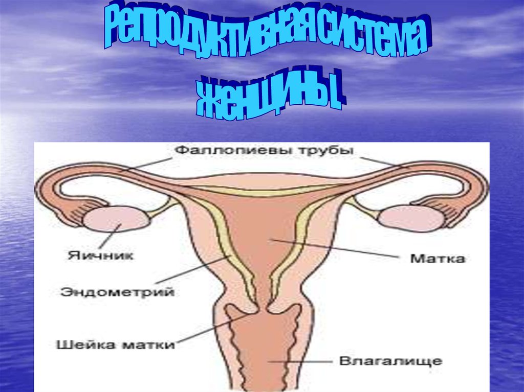 Репродуктивная система презентация