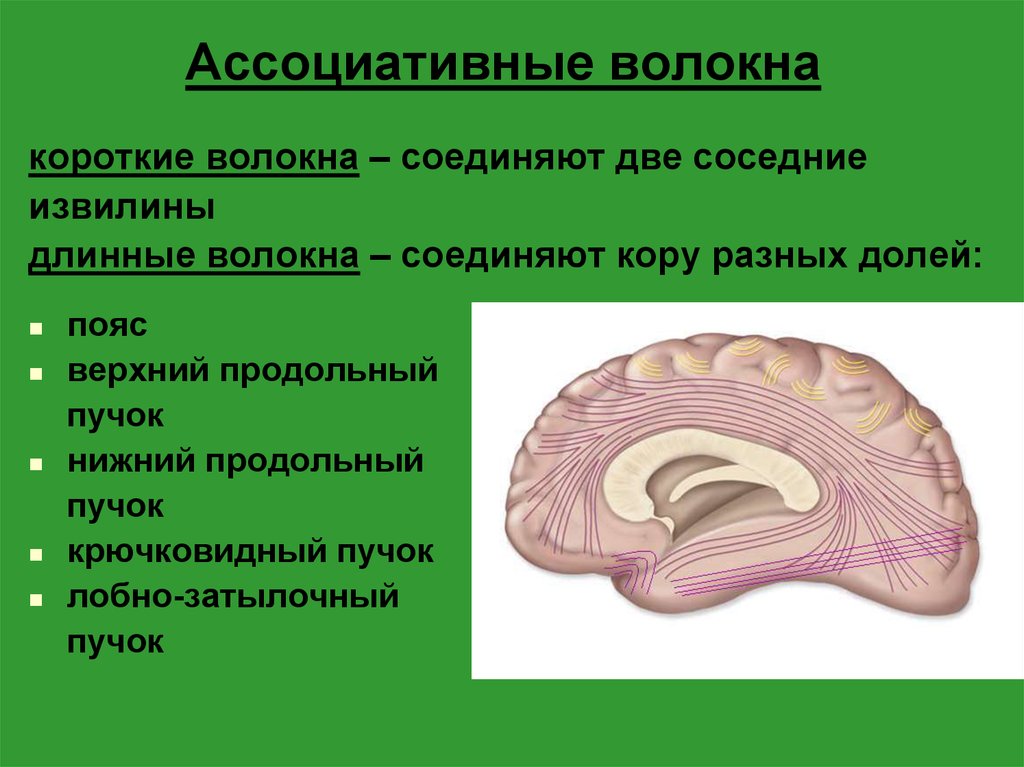Проводящие волокна мозга. Нервные волокна ассоциативные комиссуральные и проекционные. Длинные ассоциативные волокна. Ассоциативные волокна головного мозга. Верхний продольный пучок в головном мозге.