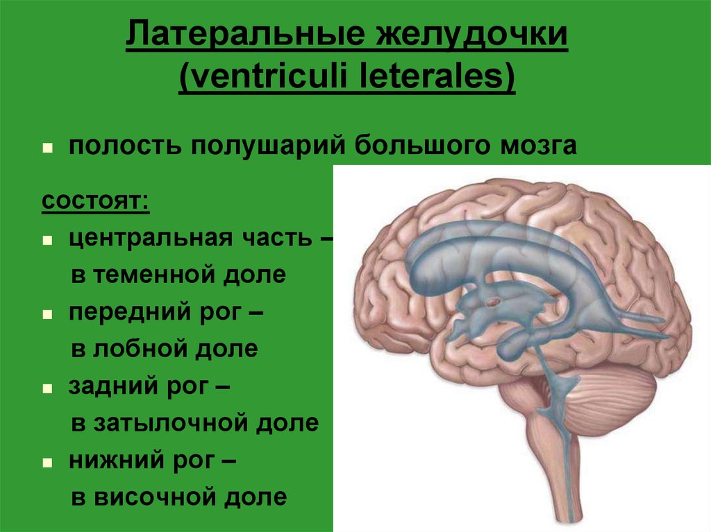 Полости мозга заполнены. Полости мозга. Желудочки конечного мозга. Полости головного мозга желудочки. Полости большого мозга.