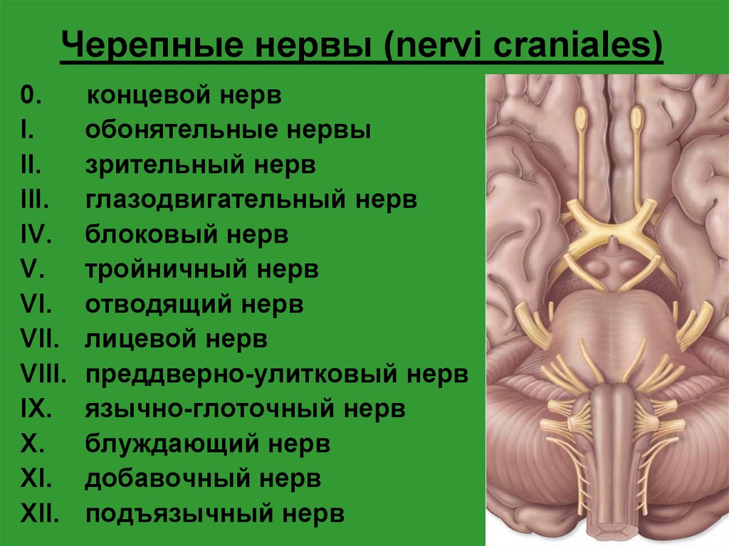 Черепные нервы являются. Черепные нервы. Терминальный черепной нерв. Концевой нерв. Нулевая пара черепных нервов.