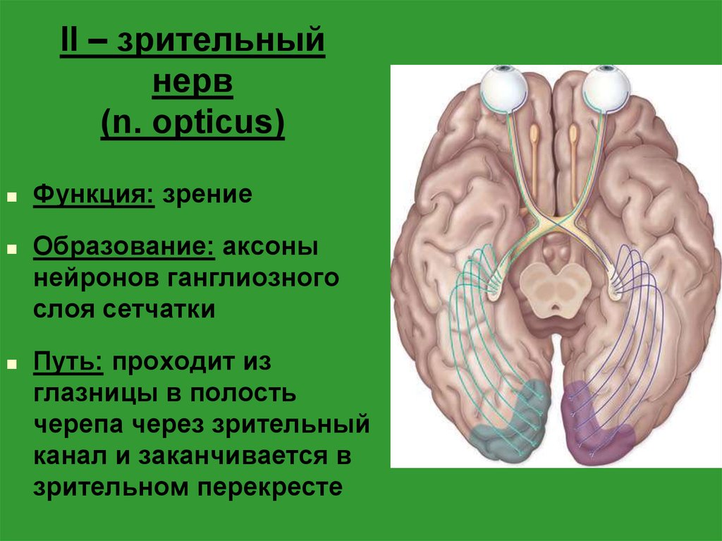 Зрительный нерв в головной мозг. N. Opticus – зрительный нерв. .Зрительный нерв, n. Opticus функция. Зрительный нерв ,хиазма анатомия. Зрительный нерв входит в полость черепа через.
