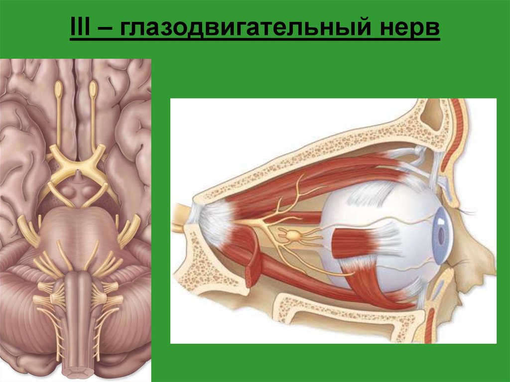 Глазодвигательный нерв находится. Глазодвигательный нерв анатомия. Глазодвигательные Черепные нервы. Отводящий черепно-мозговой нерв. III пара черепных нервов – глазодвигательный нерв.