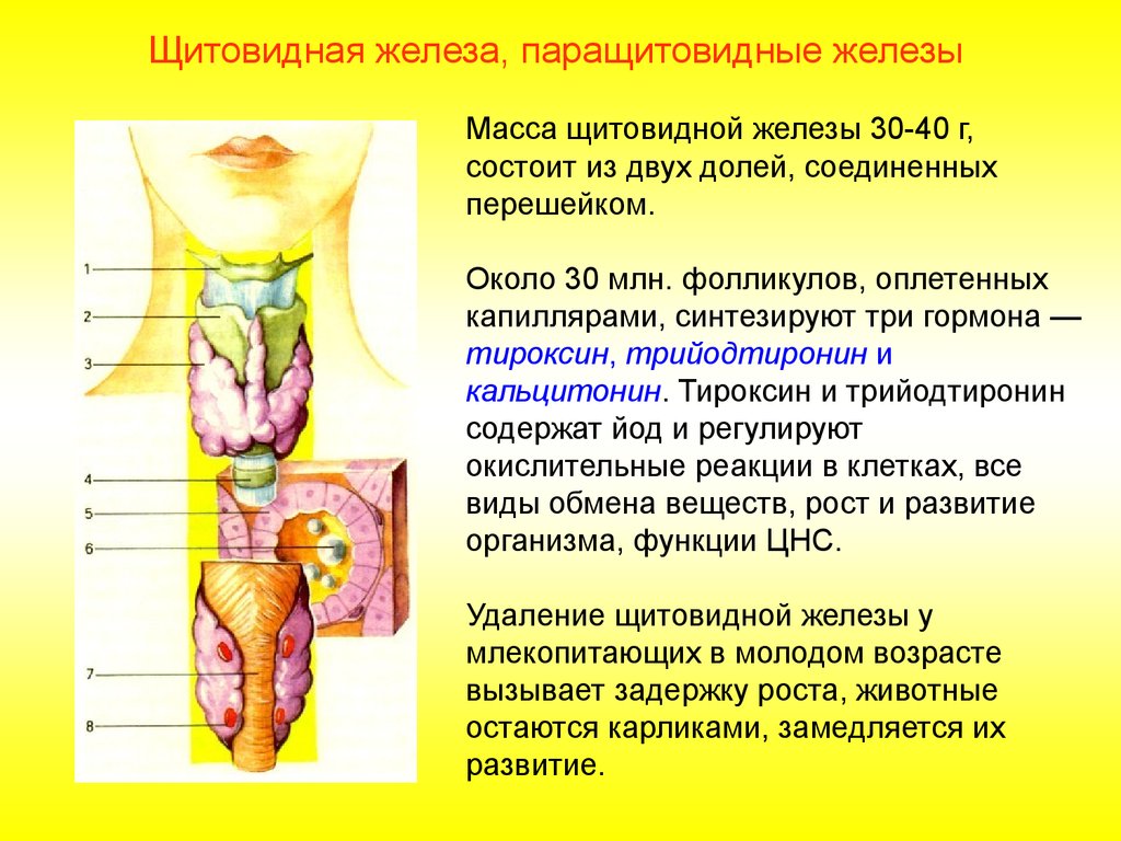 Нормальная функция щитовидной железы. Функции гормонов щитовидный и паращитовидной железы.. Функции гормонов щитовидной желез.. Железы внутренней секреции паращитовидная железа. Паращитовидная железа функции.