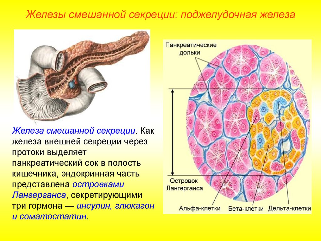 Соматотропин поджелудочной железы. Поджелудочная железа строение функции гормоны. Поджелудочная железа островки Лангерганса гормоны. Железы смешанной секреции гормоны. Строение дольки поджелудочной железы.