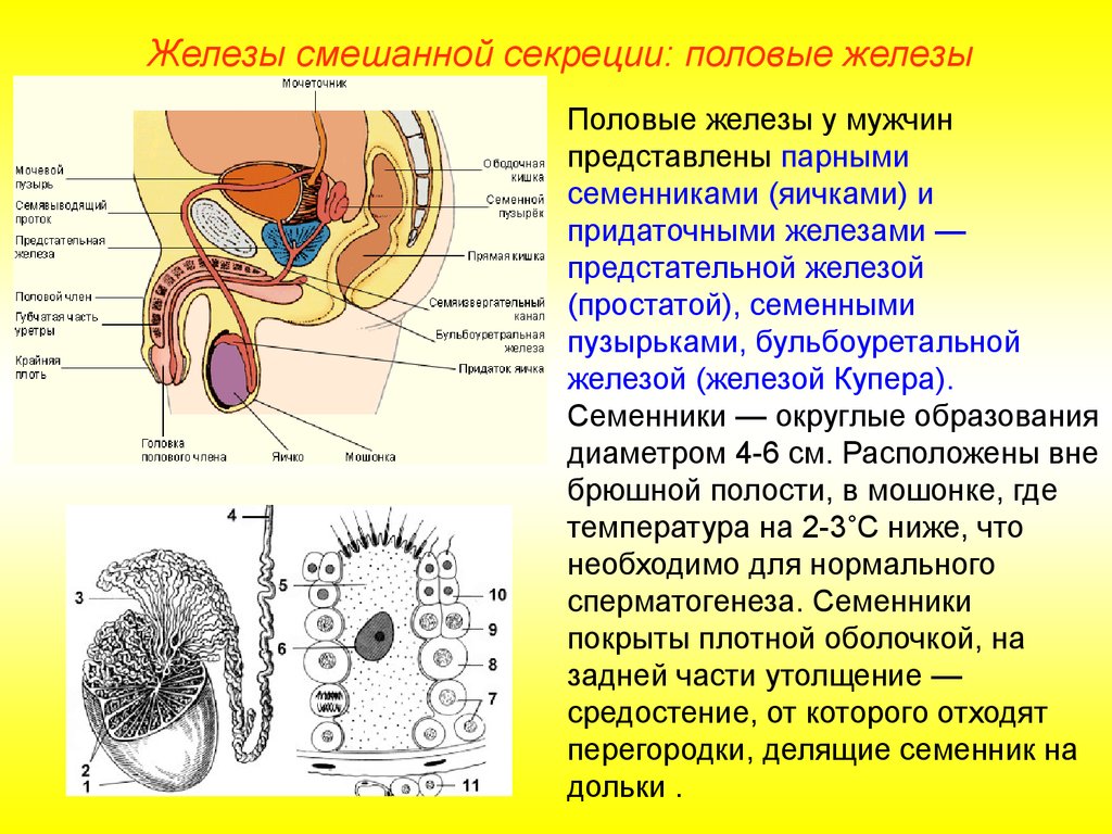 Мужская половая железа семенник. Строение предстательной железы. Мужская половая железа. Строение и функции предстательной железы и железы Купера. Половые железы секреция.