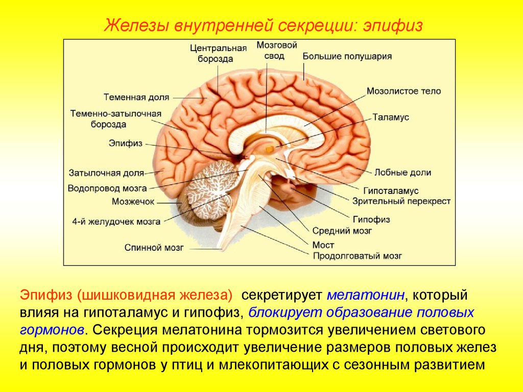 Гипофиз в каком мозге. Строение головного мозга эпифиз. Структура головного мозга гипофиз. Гипоталамус таламус гипофиз эпифиз. Эпифиз расположение строение гормоны.