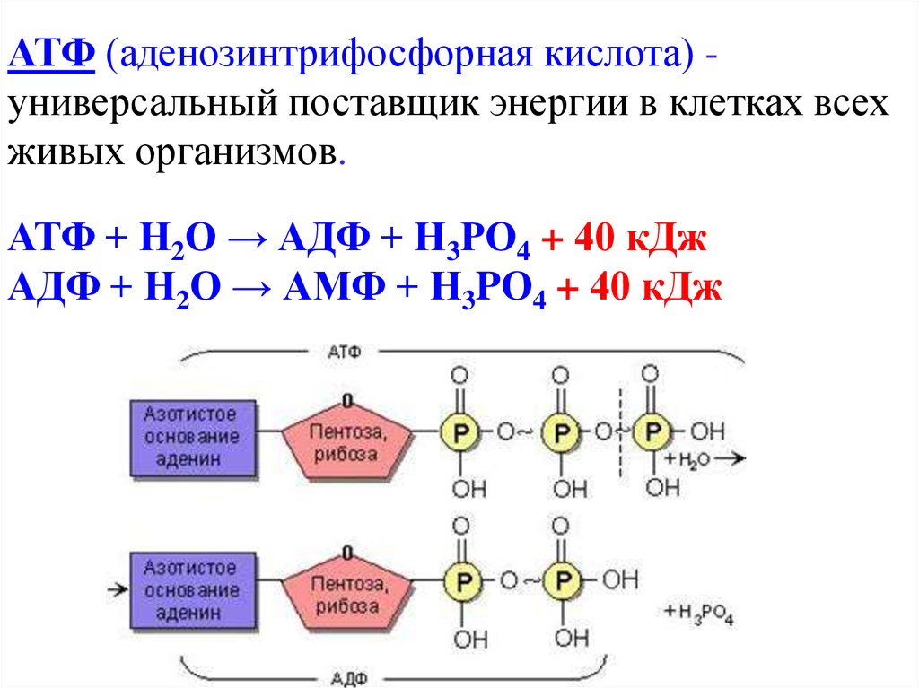 3 строение атф. Реакция образования АДФ из АТФ. АДФ фосфат АТФ вода. Химические реакции и образование АТФ. Строение АТФ И АДФ.