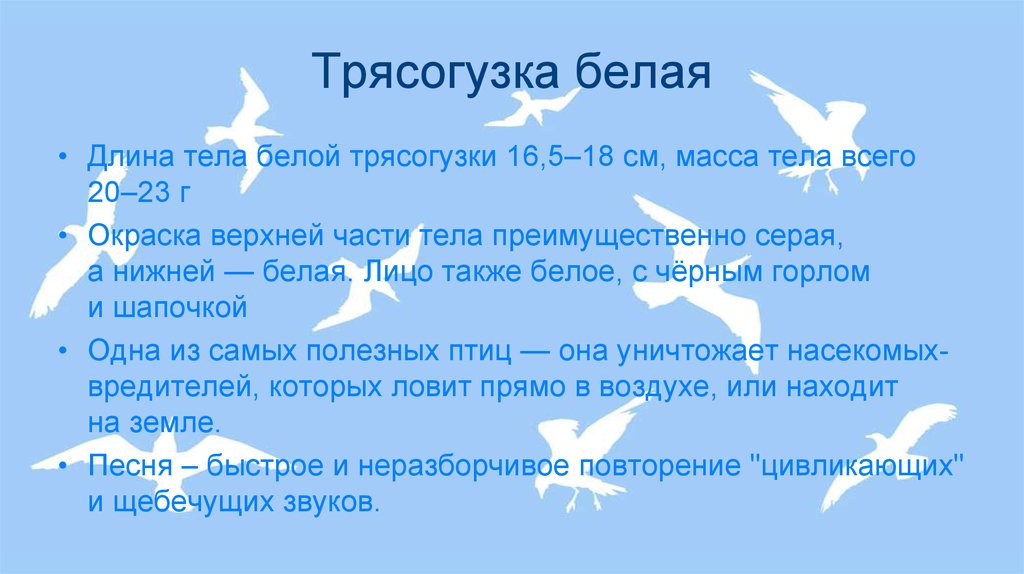 Длина белой. Диктант трясогузка. Трясогузки проверочное слово в букве я.