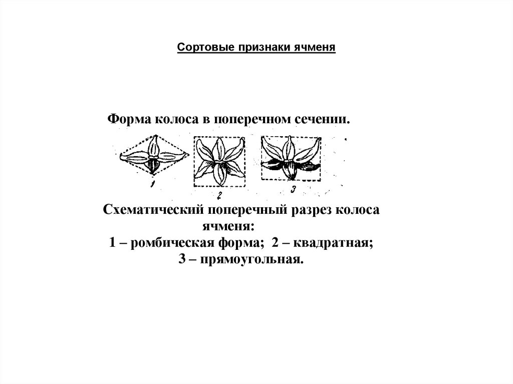 Признаки сортов. Поперечное сечение Колоса двурядного ячменя. Сортовые признаки ячменя. Разновидностные признаки ячменя. Симптомы проявления ячменя.