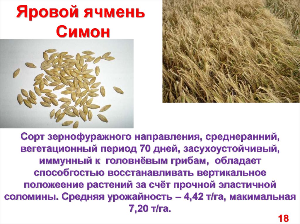 Ячмень относится. Ячмень информация. Виды ячменя презентация. Ячмень классификация. Ячмень описание.