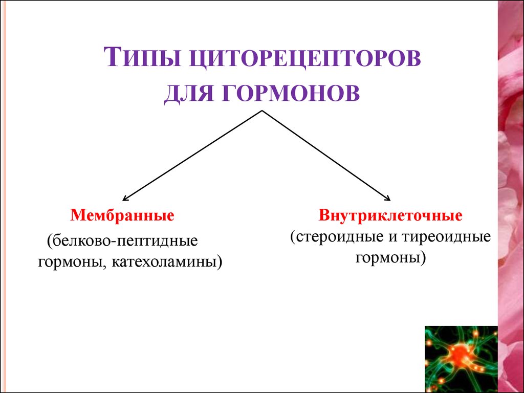 Регуляторы биомолекулярных процессов 11 класс презентация