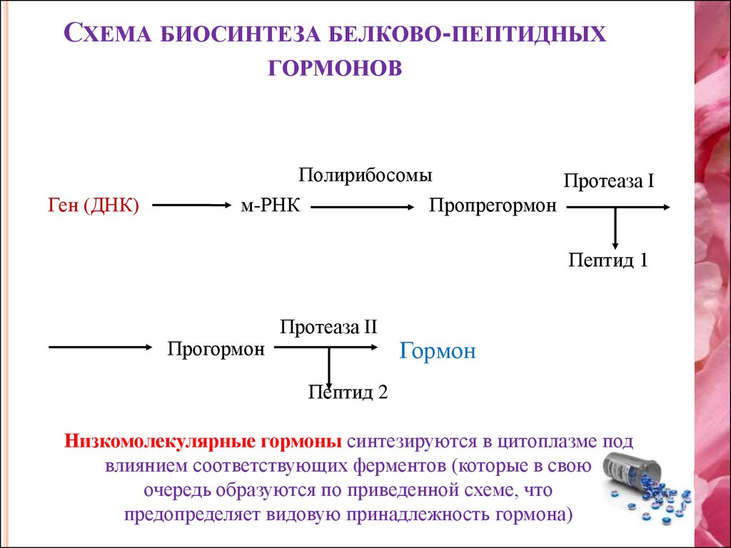 Биосинтез гена. Схема синтеза стероидных гормонов биохимия. Схема синтеза белково-пептидных гормонов. Схема механизм действия пептидных гормонов. Механизм действия белковых гормонов схема.